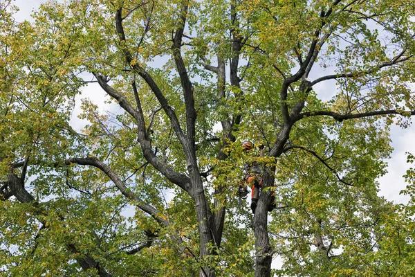 Affordable Springfield Tree Services for Homeowners