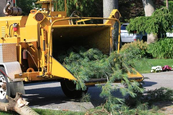 Get Reliable Tree Service Near Me for Your Tree Care Needs