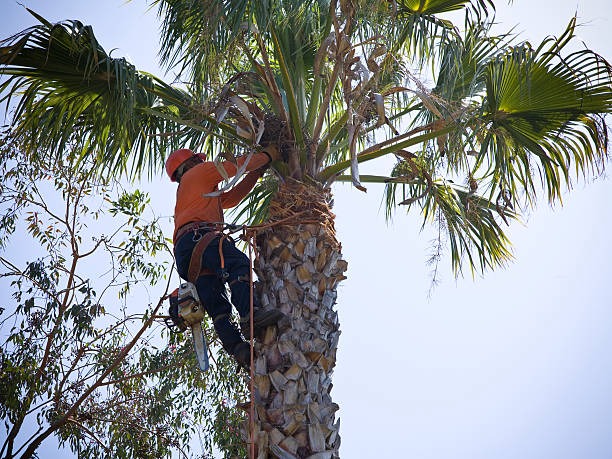 Efficient Tree Removal Mobile for Overgrown Trees and Property Cleanup